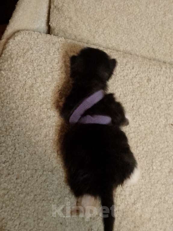 Кошки в Кирове: Фиолетовый (синий) Девочка, 2 500 руб. - фото 3