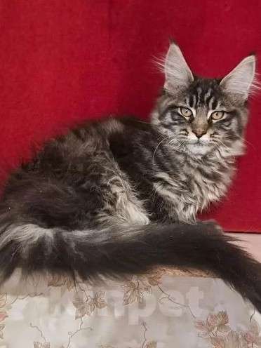 Кошки в Москве: Маленькие рыси Девочка, Бесплатно - фото 2