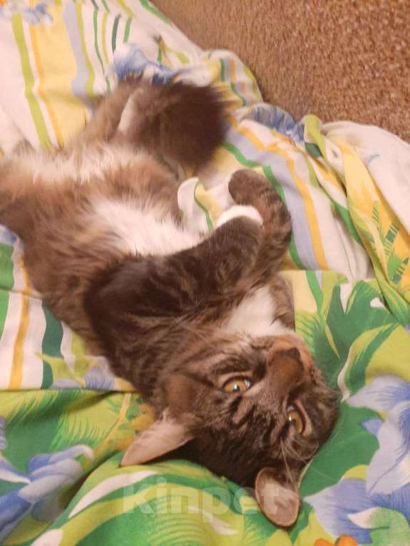 Кошки в Санкт-Петербурге: Метис мейнкуна, Кузя  Мальчик, Бесплатно - фото 2