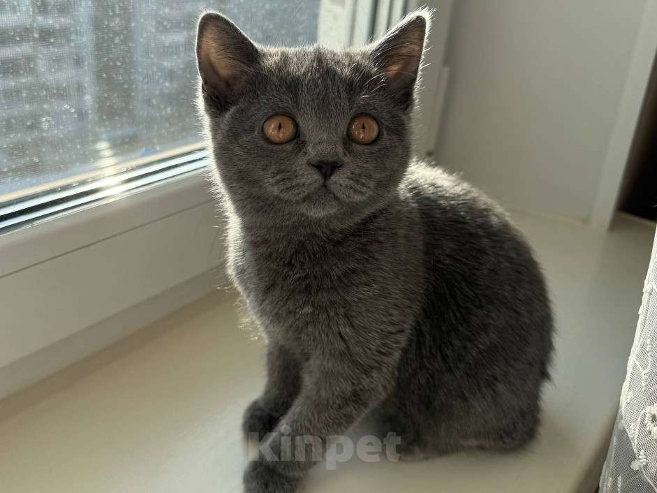 Кошки в Красноярске: Шотландская прямоухая котенок Девочка, 7 000 руб. - фото 1