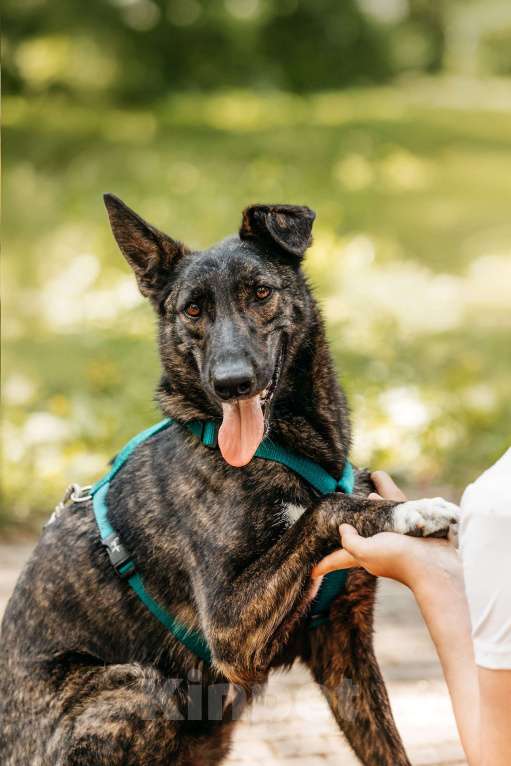 Собаки в Москве: Тигровый Орео в добрые руки Мальчик, Бесплатно - фото 10