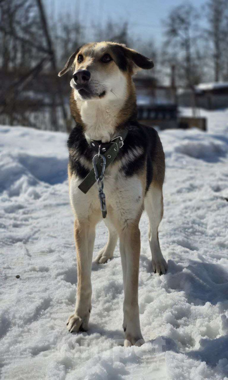 Собаки в Королеве: Нежная Лаура ждет свою семью Девочка, Бесплатно - фото 4