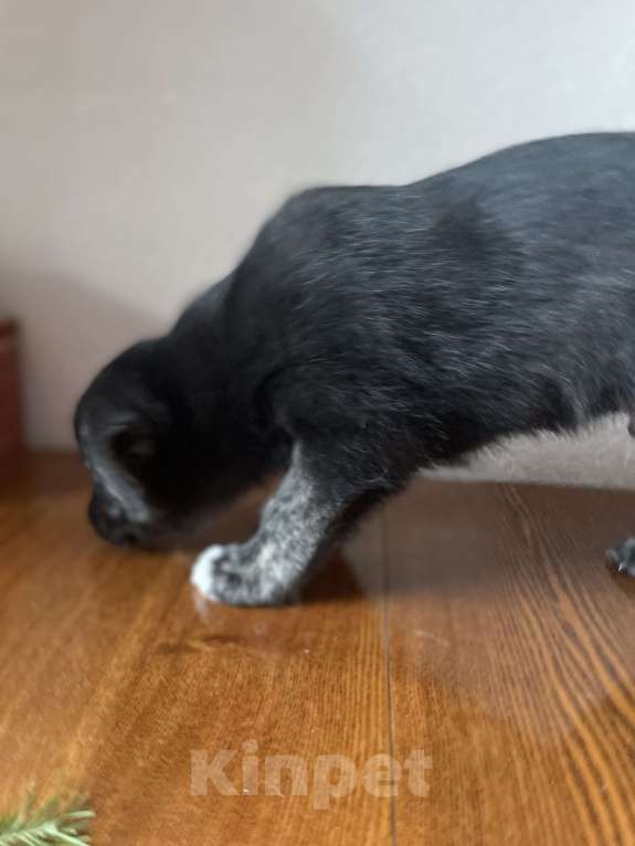 Собаки в Челябинске: Куба  Мальчик, Бесплатно - фото 3