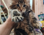 Кошки в Иркутске: Чистокровный котенок мейнкун Мальчик, 35 000 руб. - фото 3
