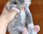 Кошки в Санкт-Петербурге: Котик голубой биколор  Мальчик, 70 000 руб. - фото 1