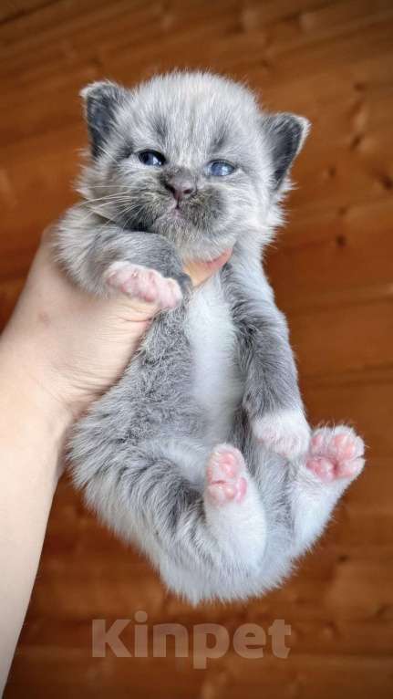 Кошки в Санкт-Петербурге: Котик голубой биколор  Мальчик, 70 000 руб. - фото 1