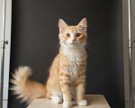Кошки в Москве: Котенок Урмас ищет дом Мальчик, Бесплатно - фото 1