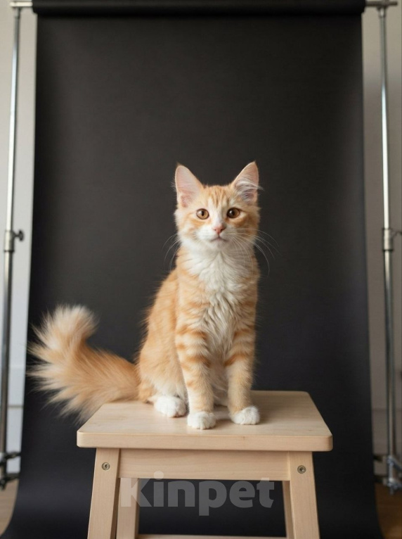 Кошки в Москве: Котенок Урмас ищет дом Мальчик, Бесплатно - фото 1