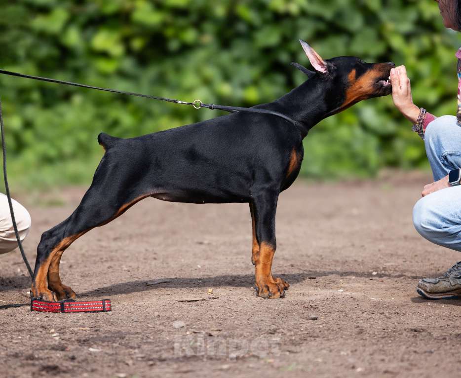 Собаки в Клине: Сука, вишневая лента  Девочка, 150 000 руб. - фото 4