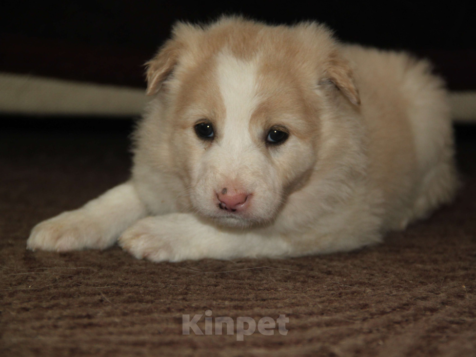 Собаки в Москве: Девочка Девочка, Бесплатно - фото 2