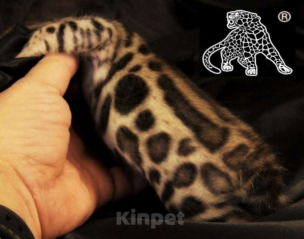 Кошки в Хабаровске: Бенгальский котенок. Профессиональный Питомник. Мальчик, Бесплатно - фото 8