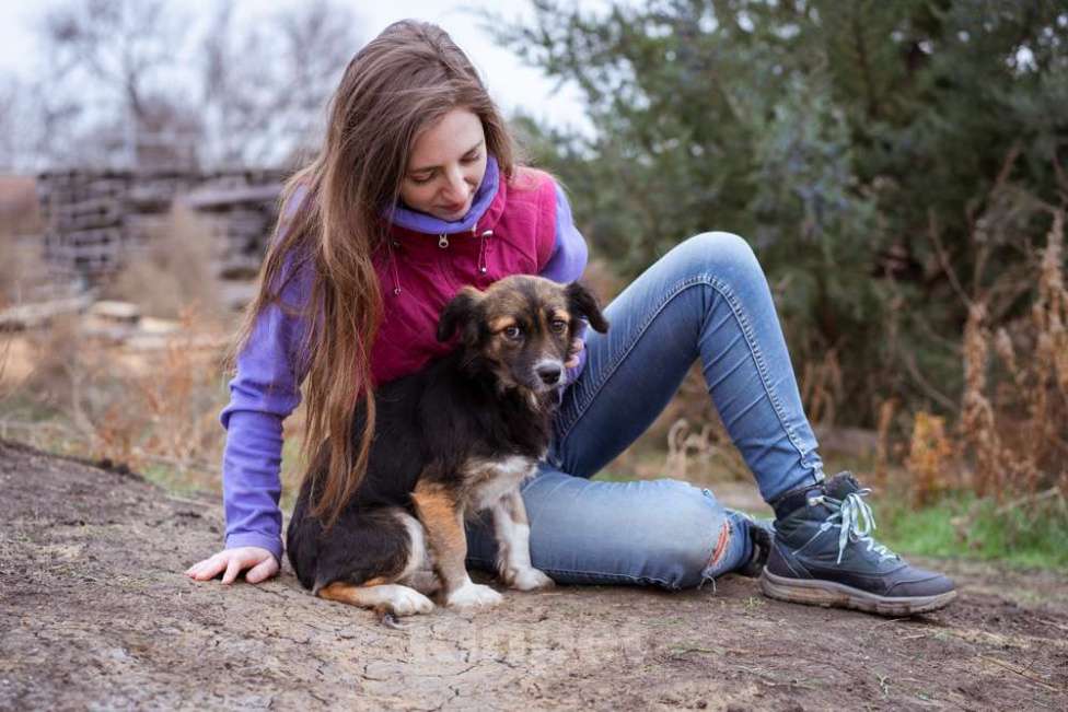 Собаки в Москве: Маленькая, скромная девочка живёт в приюте ищет дом Девочка, Бесплатно - фото 2