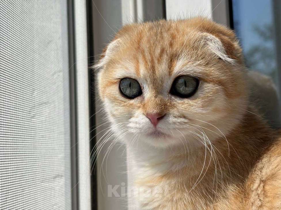 Кошки в Москве: Шотландский вислоухий котёнок  Девочка, 15 000 руб. - фото 10