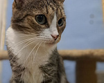 Кошки в Москве: Кошка Люся ищет дом Девочка, Бесплатно - фото 1