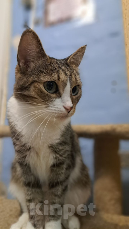 Кошки в Москве: Кошка Люся ищет дом Девочка, Бесплатно - фото 1