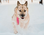 Собаки в Москве: Пеппи ищет дом. И ждёт его всей душой. Девочка, Бесплатно - фото 4