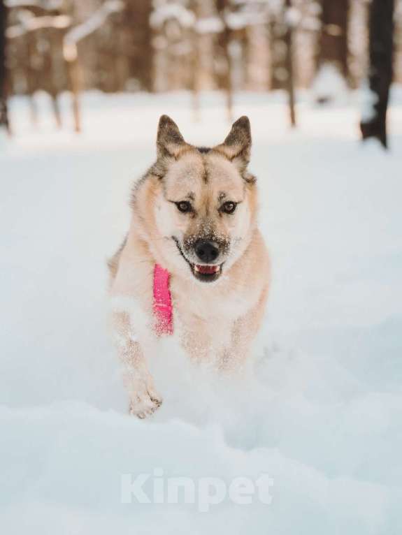 Собаки в Москве: Пеппи ищет дом. И ждёт его всей душой. Девочка, Бесплатно - фото 4