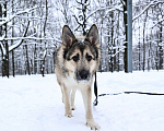 Собаки в Москве: Собака бесплатно в Москве Мальчик, Бесплатно - фото 8