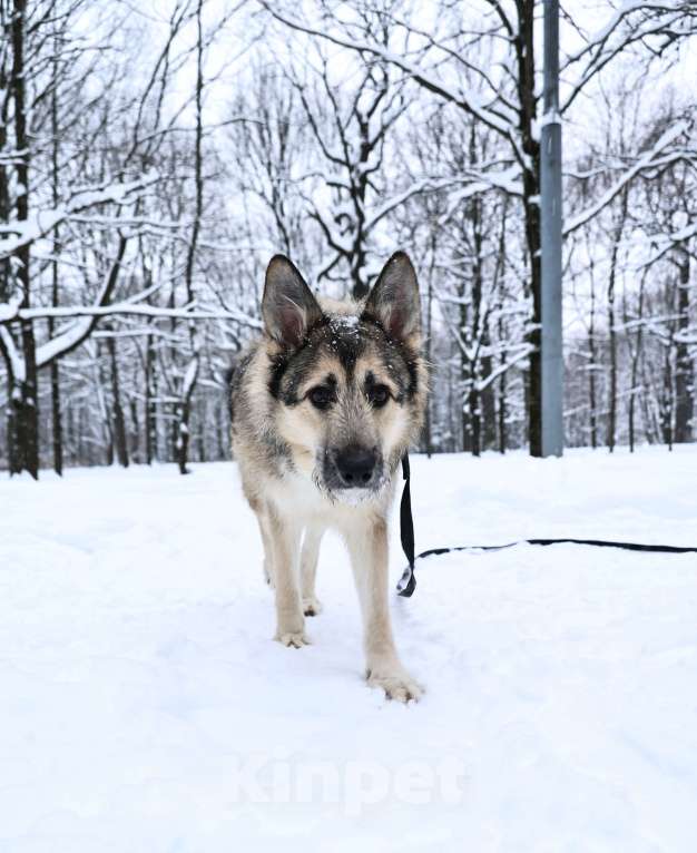 Собаки в Москве: Собака бесплатно в Москве Мальчик, Бесплатно - фото 8