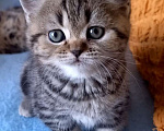 Кошки в Москве: Шотландский котёнок Девочка, 15 000 руб. - фото 1