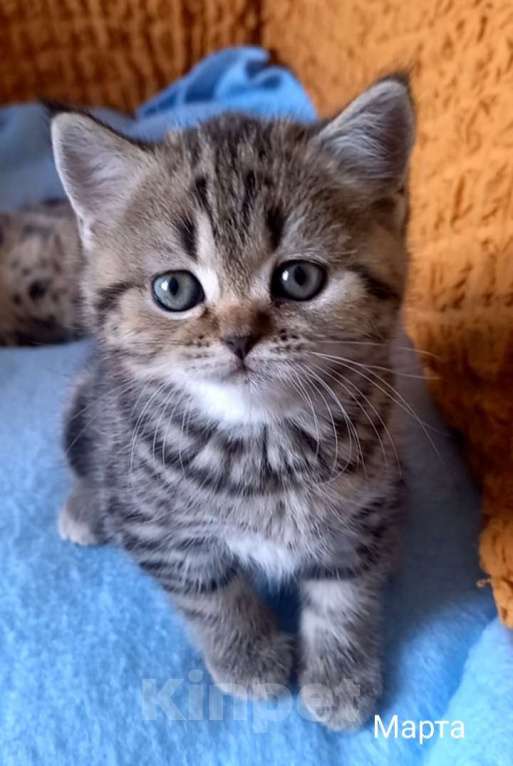 Кошки в Москве: Шотландский котёнок Девочка, 15 000 руб. - фото 1