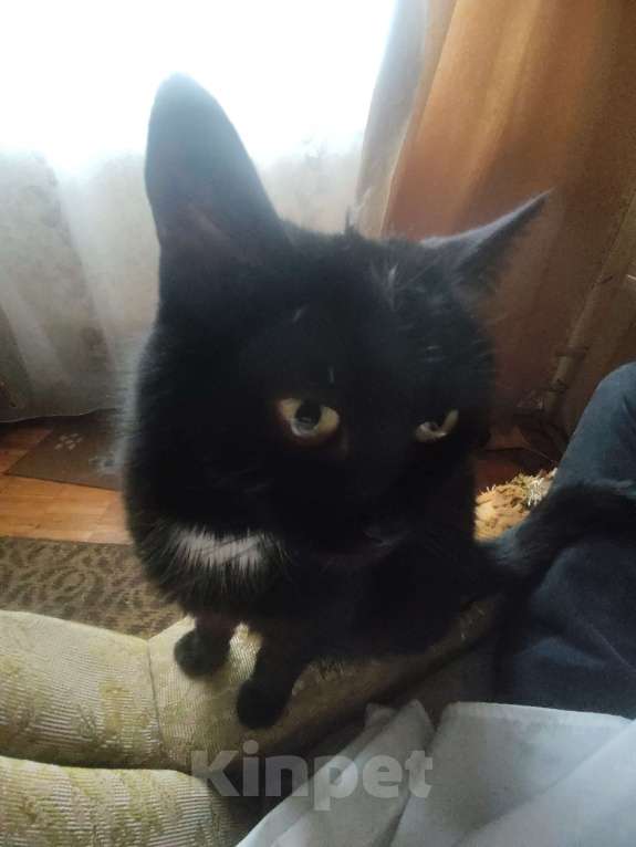 Кошки в Москве: Срочно отдам кошку в хорошие руки Девочка, Бесплатно - фото 2