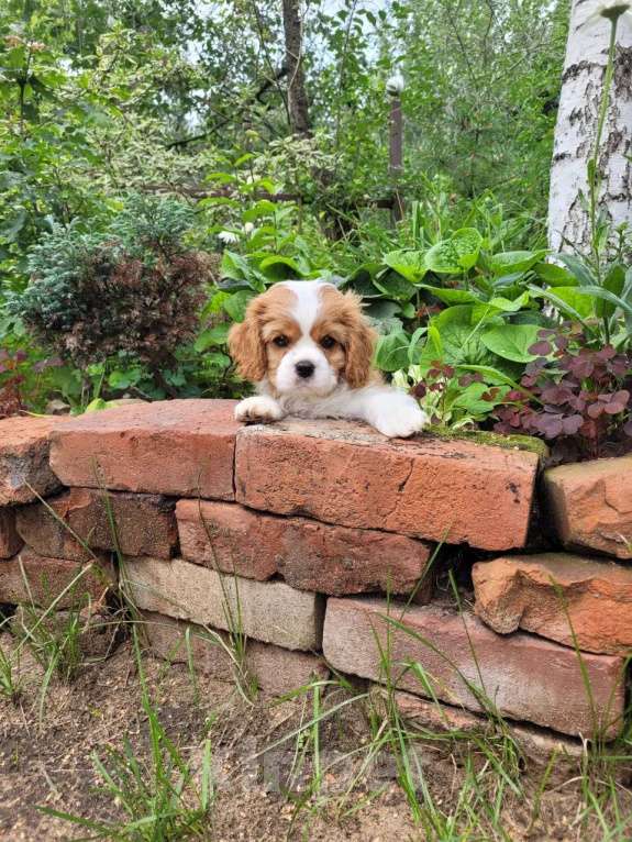 Собаки в Рыбинске: Щенок Кавалер Кинг чарльз спаниель Девочка, 150 000 руб. - фото 2