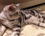 Кошки в Моздоке: Вязка, 2 000 руб. - фото 2