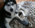 Собаки в Ханты-Мансийске: Кавалер ищет даму, Бесплатно - фото 2