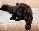 Кошки в Калуге: Роскошная Роксана. Пушистая кошка в добрые руки. Девочка, Бесплатно - фото 7