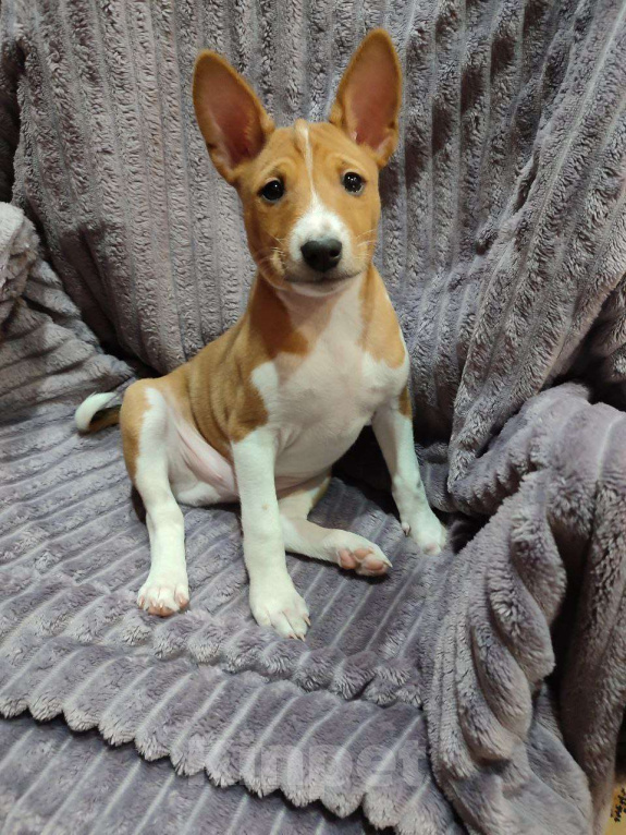 Собаки в Подольске: Басенджи девочки рыже-белые Девочка, 50 000 руб. - фото 7