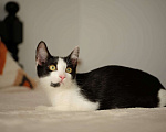 Кошки в Москве: котенок Котя ищет свою семью  Мальчик, Бесплатно - фото 4