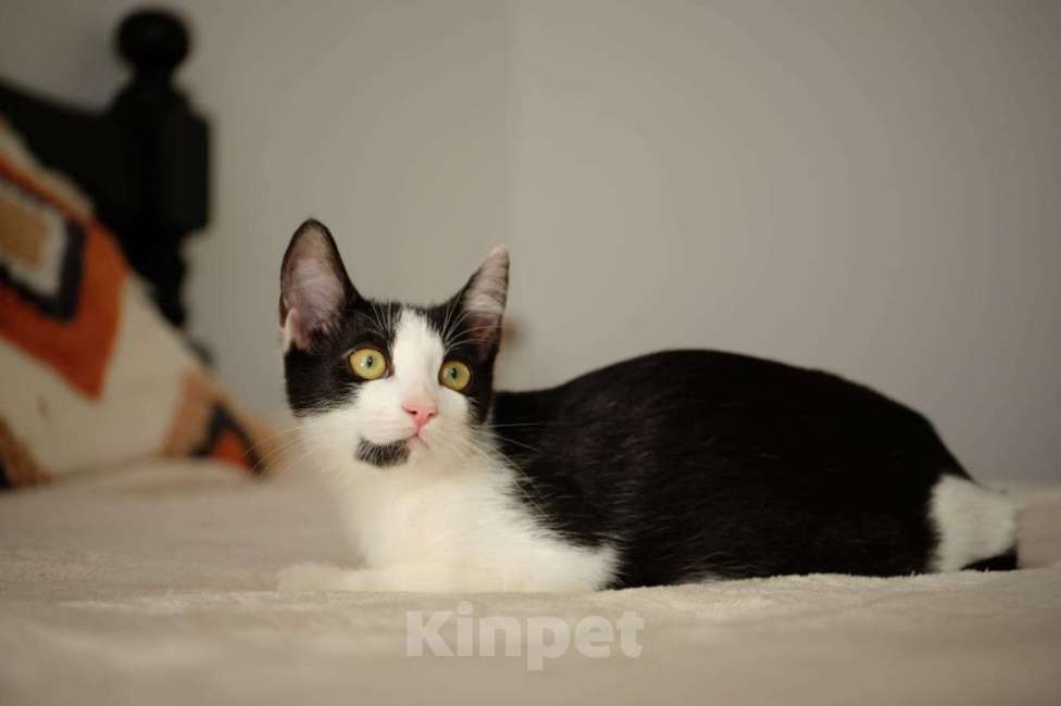 Кошки в Москве: котенок Котя ищет свою семью  Мальчик, Бесплатно - фото 4