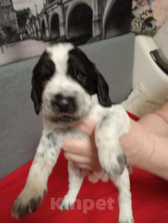 Собаки в Москве: Малыши Девочка, 70 000 руб. - фото 1