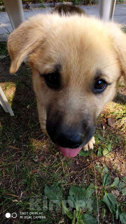 Собаки в других городах Московской области: Джек Мальчик, Бесплатно - фото 2