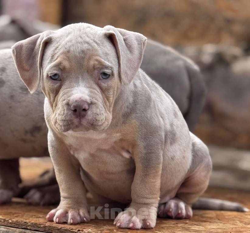 Собаки в Перми: Продаются щенки породы Американский булли Разнополые, 70 000 руб. - фото 3
