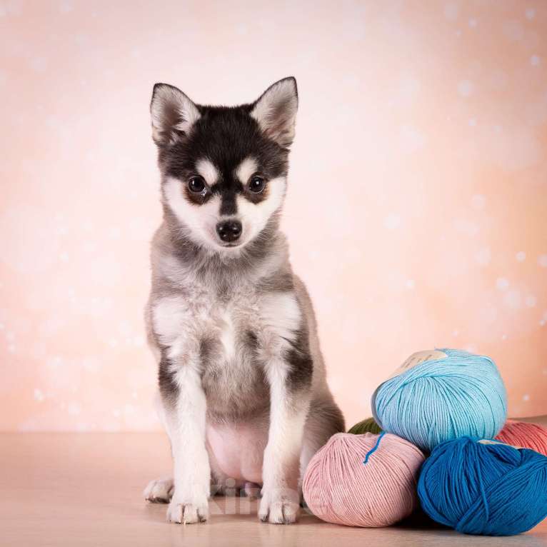 Собаки в других городах Московской области: Очаровательная малышка той размера Девочка, 400 000 руб. - фото 6
