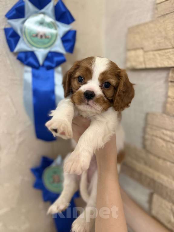 Собаки в Дивногорске: Кавалер Кинг чарльз спаниель Разнополые, 80 руб. - фото 1