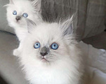 Кошки в Хабаровске: Рэгдолл Милане кошечки Девочка, 80 000 руб. - фото 1