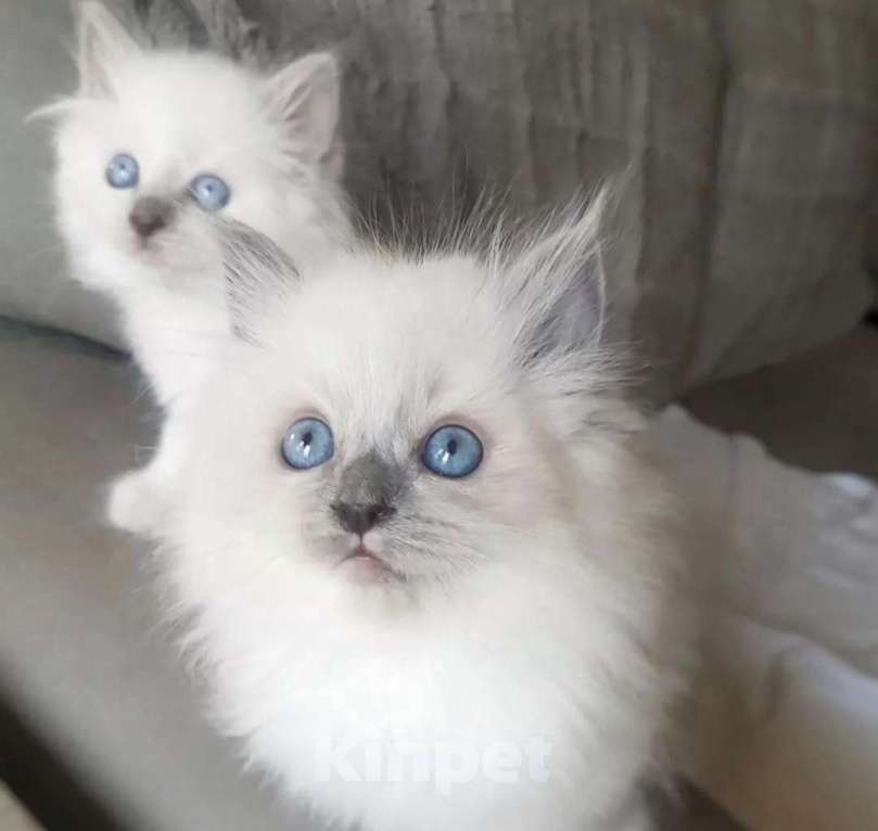 Кошки в Хабаровске: Рэгдолл Милане кошечки Девочка, 80 000 руб. - фото 1