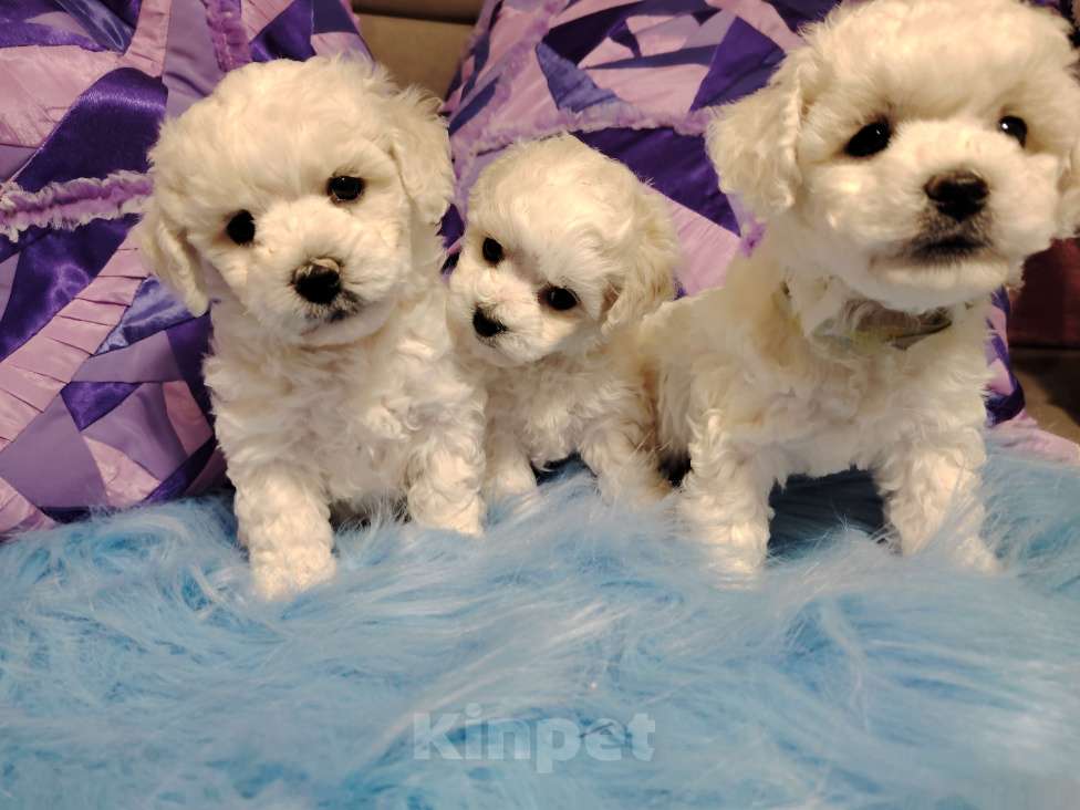 Собаки в Сыктывкаре: Девочка Бишон Фризе  Девочка, 35 000 руб. - фото 7