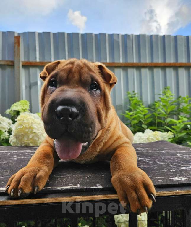 Собаки в других городах Московской области: Шарпей, щенок шарпея Мальчик, 60 000 руб. - фото 4