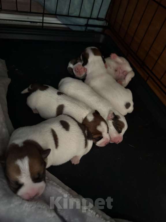 Собаки в других городах Московской области: Щенки Джек Рассел Терьер Разнополые, Бесплатно - фото 2