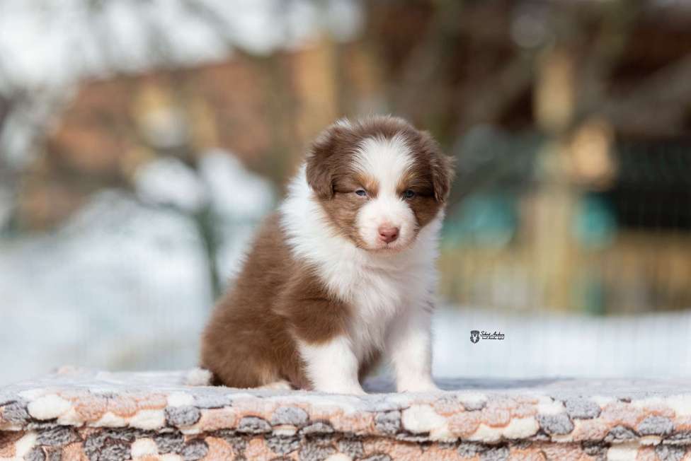 Собаки в Москве: Австралийская овчарка, щенок Мальчик, 70 000 руб. - фото 1