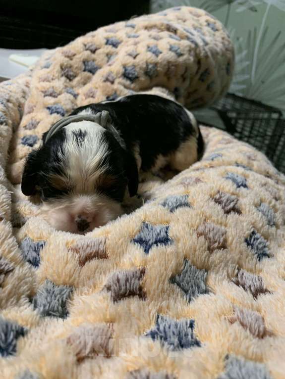 Собаки в Краснодаре: Девочки ККЧС ТРИКОЛОР Девочка, 70 000 руб. - фото 2