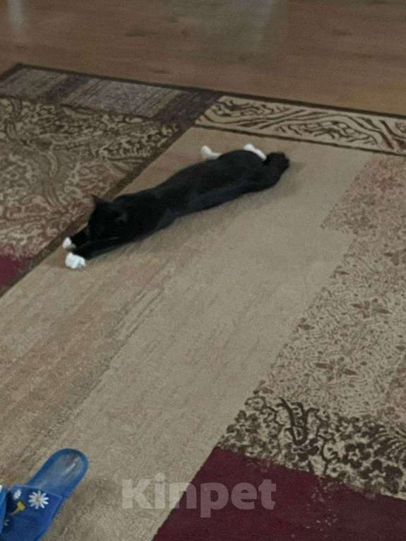 Кошки в Екатеринбурге: Отдам в добрые руки прекрасного кота по имени Бантик Мальчик, Бесплатно - фото 3