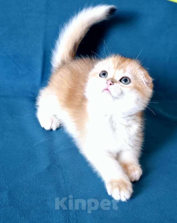 Кошки в Калуге: Richard SFS ny 12 Мальчик, Бесплатно - фото 2