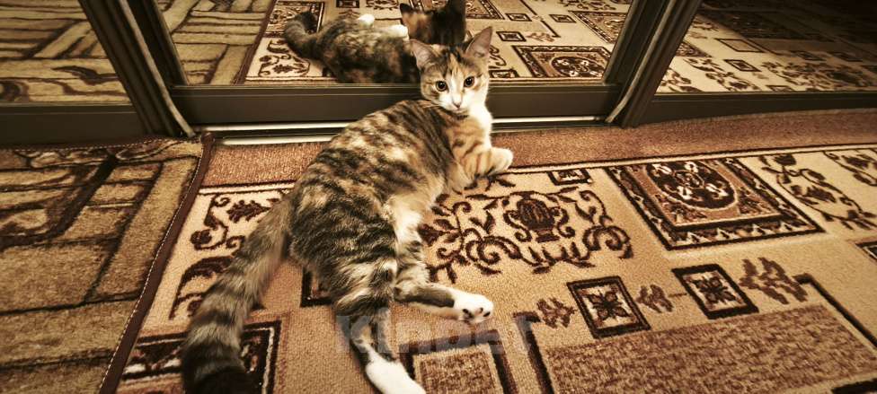 Кошки в Екатеринбурге: Ищем дом Девочка, Бесплатно - фото 2