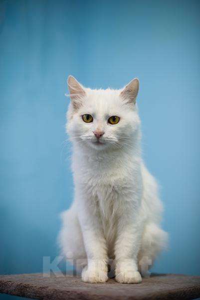 Кошки в Москве: Милая и ласковая Бэлла ищет дом Девочка, Бесплатно - фото 4