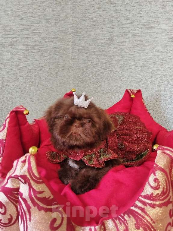 Собаки в других городах Московской области: Щенок ши тцу Девочка, 150 000 руб. - фото 3